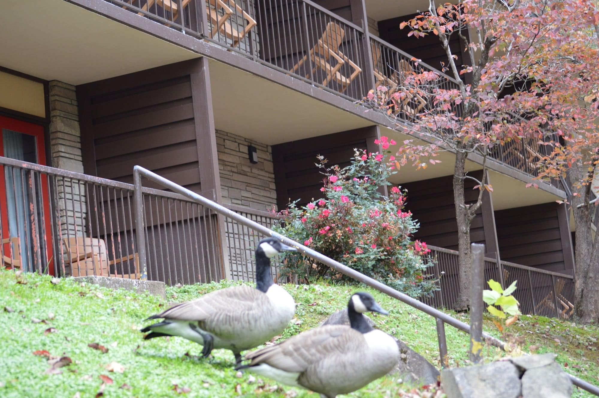 Econo Lodge Inn & Suites On The River Gatlinburg Ngoại thất bức ảnh